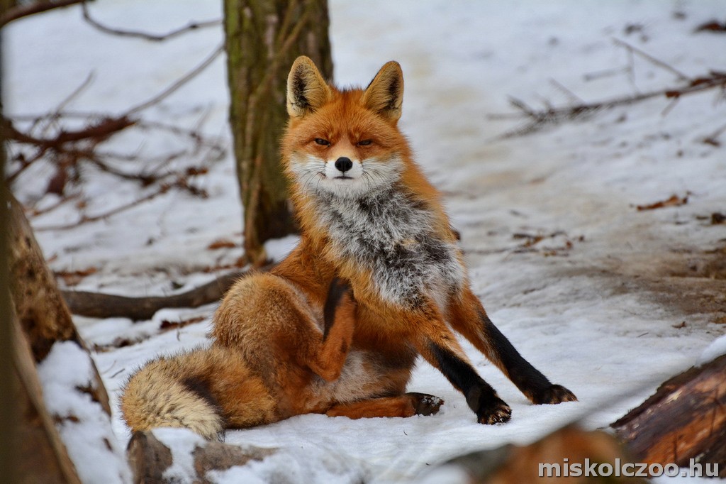 Vörös róka | Miskolci Állatkert