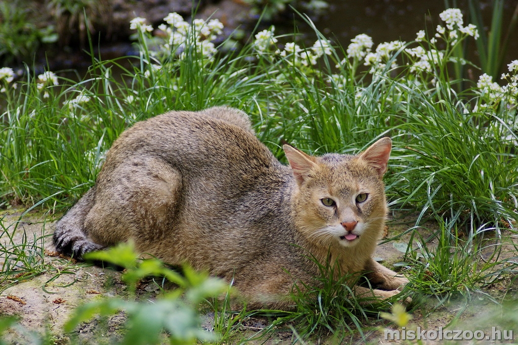 Камышовый кот в казахстане