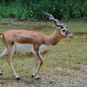 Indiai antilop