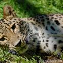 Perzsa leopárd