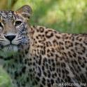 Perzsa leopárd