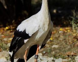 Fehér gólya