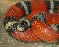 Vörös királysikló