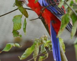 Pennant-papagáj