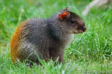 Arany aguti Arany aguti