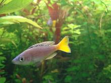 Sárgafarkú lazacsügér