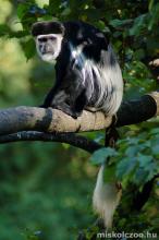 Zászlósfarkú gereza Zászlósfarkú gereza