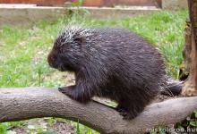 Észak-amerikai kúszósül Észak-amerikai kúszósül