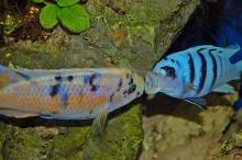 Fuelleborn-malawisügér Fuelleborn-malawisügér