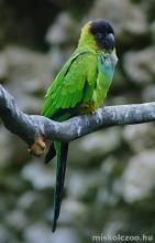 Nandaj-papagáj