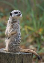 Szurikáta Szurikáta